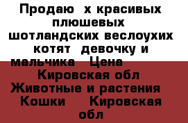 Продаю 2х красивых плюшевых  шотландских веслоухих котят .девочку и мальчика › Цена ­ 2 500 - Кировская обл. Животные и растения » Кошки   . Кировская обл.